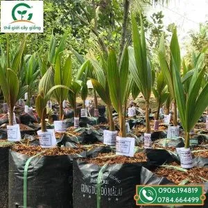 Sản phẩm hinh anh cay giong dua ma lai 300x300 — Công Ty TNHH MTV Thế giới Cây Giống — MST 1201489551