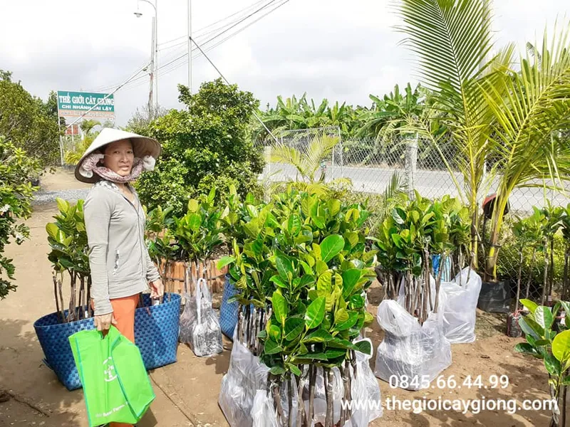 Sản phẩm hinh kh TGCG 5 — Công Ty TNHH MTV Thế giới Cây Giống — MST 1201489551