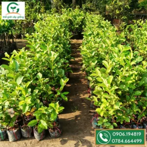 Sản phẩm lo cay giong oi nu hoang  300x300 — Công Ty TNHH MTV Thế giới Cây Giống — MST 1201489551