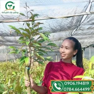 Sản phẩm mua cay giong sau rieng thai o dau 1 300x300 — Công Ty TNHH MTV Thế giới Cây Giống — MST 1201489551