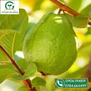 Sản phẩm oi le dai loan ngot 1 300x300 — Công Ty TNHH MTV Thế giới Cây Giống — MST 1201489551
