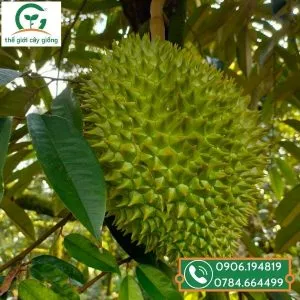 Sản phẩm trai sau rieng ri6 2 300x300 — Công Ty TNHH MTV Thế giới Cây Giống — MST 1201489551