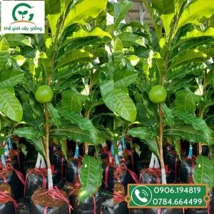 Sản phẩm vu sua hoang kim ghep 1 300x300 — Công Ty TNHH MTV Thế giới Cây Giống — MST 1201489551