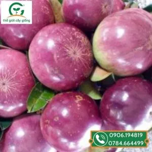 Sản phẩm vu sua mica 3 300x300 — Công Ty TNHH MTV Thế giới Cây Giống — MST 1201489551