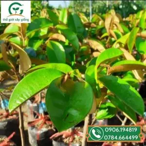 Sản phẩm vu sua tim mica 3 300x300 — Công Ty TNHH MTV Thế giới Cây Giống — MST 1201489551