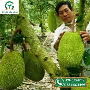 Sản phẩm cay mit thai 2 300x300 — Công Ty TNHH MTV Thế giới Cây Giống — MST 1201489551