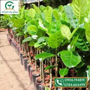 Sản phẩm mit thai da xanh 2 300x300 — Công Ty TNHH MTV Thế giới Cây Giống — MST 1201489551