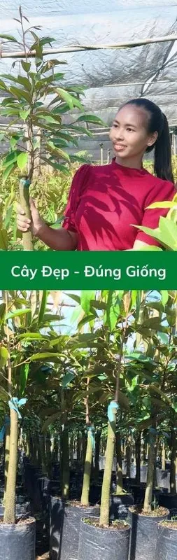 Sản phẩm sau rieng thai the gioi cay giong 2 — Công Ty TNHH MTV Thế giới Cây Giống — MST 1201489551