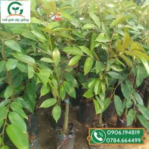 Sản phẩm Cay sau blackthorn 300x300 — Công Ty TNHH MTV Thế giới Cây Giống — MST 1201489551