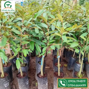Sản phẩm Sau rieng thai nonthong 300x300 — Công Ty TNHH MTV Thế giới Cây Giống — MST 1201489551