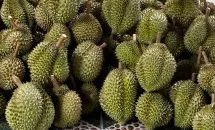 Sản phẩm 269968330_1283713202107093_7499137223528031290_n 215x130 — Công Ty TNHH MTV Thế giới Cây Giống — MST 1201489551