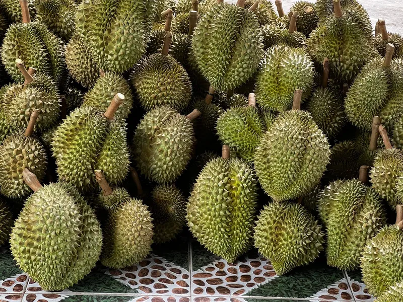Sản phẩm 269968330_1283713202107093_7499137223528031290_n — Công Ty TNHH MTV Thế giới Cây Giống — MST 1201489551