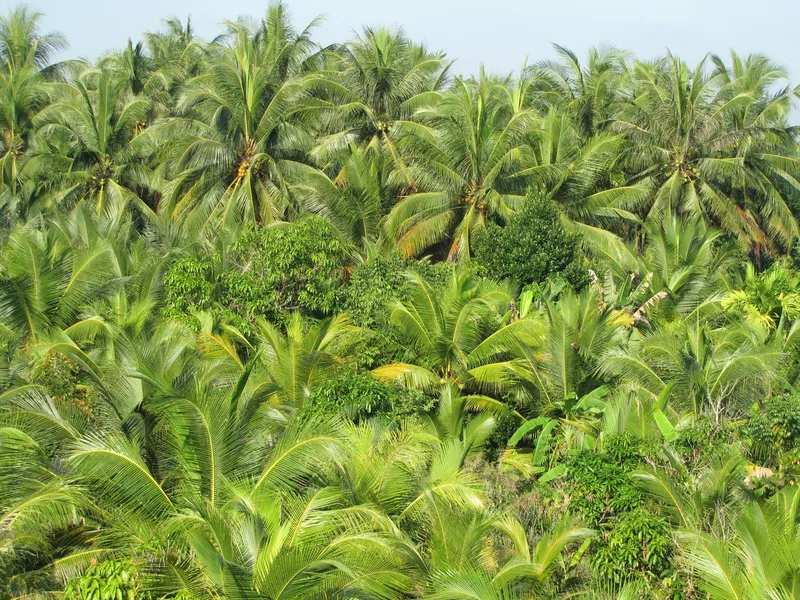 Sản phẩm rung dua 2595 — Phú Vinh Coco - Công Ty Trách Nhiệm Hữu Hạn Một Thành Viên Trương Phú Vinh — MST 1300277043