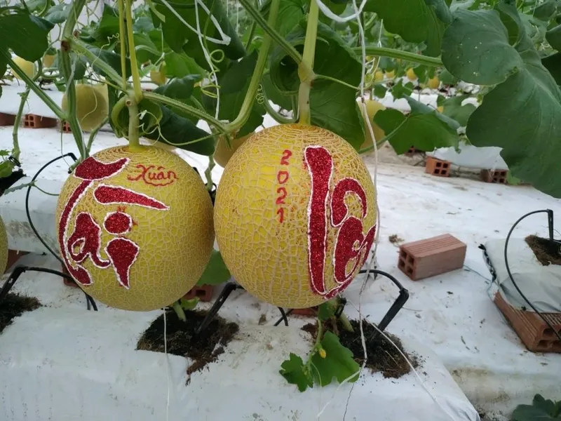 Sản phẩm z7222262424042_c7b623065e76ab190292553dbe0b00aa_1000 — Phân Bón Cánh Đồng Xanh - Công Ty TNHH Một Thành Viên Sản Xuất Thương Mại Dịch
Vụ Xuất Nhập Khẩu Cánh Đồng Xanh — MST 1300646396