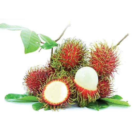 Sản phẩm 20 chom chom — Sản Phẩm Xơ Dừa Sao Việt - Công Ty TNHH Nông Sản Sao Việt — MST 1300989273