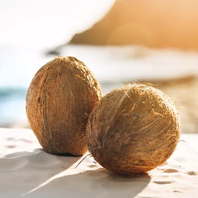 Sản phẩm coconut vietnam — Xơ Dừa Coco Hitech - Công Ty TNHH Xuất Khẩu Nhập Khẩu Coco Hitech — MST 1301087969