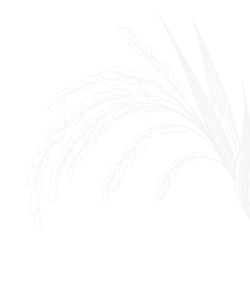 Sản phẩm rice 01 — Công Ty Cổ Phần Xuất Nhập Khẩu Sa Giang — MST 1400469817