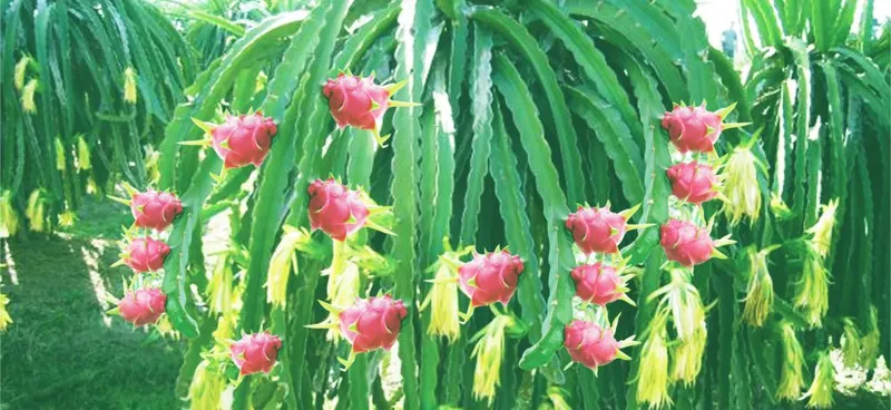 Sản phẩm 07 1000x460 — Công Ty TNHH Một Thành Viên Thương Mại Sếu Việt — MST 1400698912