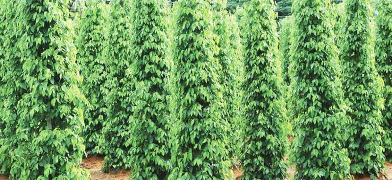 Sản phẩm H10 1000x460 — Công Ty TNHH Một Thành Viên Thương Mại Sếu Việt — MST 1400698912