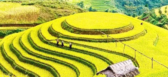 Sản phẩm H3 665x305 — Công Ty TNHH Một Thành Viên Thương Mại Sếu Việt — MST 1400698912