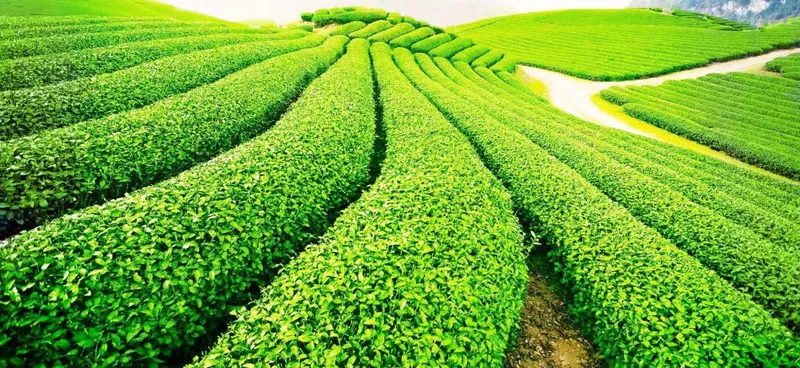 Sản phẩm H4 1000x460 — Công Ty TNHH Một Thành Viên Thương Mại Sếu Việt — MST 1400698912