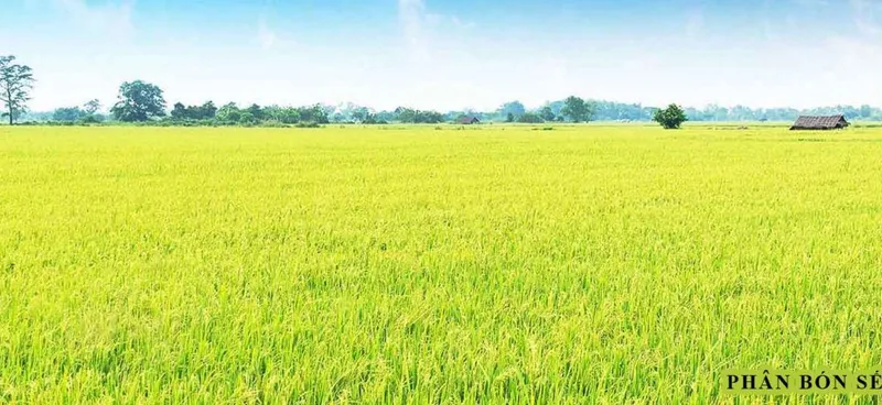 Sản phẩm phanbonseuviet01 1000x460 — Công Ty TNHH Một Thành Viên Thương Mại Sếu Việt — MST 1400698912