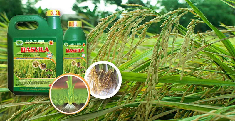 Sản phẩm dasco 1622961870 dqwrr — Gạo Angimex - Công Ty CP Xuất Nhập Khẩu An Giang — MST 1600230737