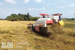 Sản phẩm Canh dong lua 13032026 1 300x200 — Công Ty Cổ Phần Xuất Nhập Khẩu Kiên Giang — MST 1700100989