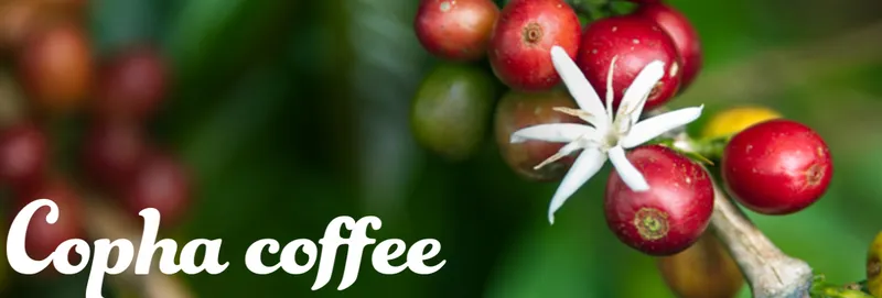 Sản phẩm 12 — Copha Coffee - Công Ty TNHH Lê Châu — MST 1801173253