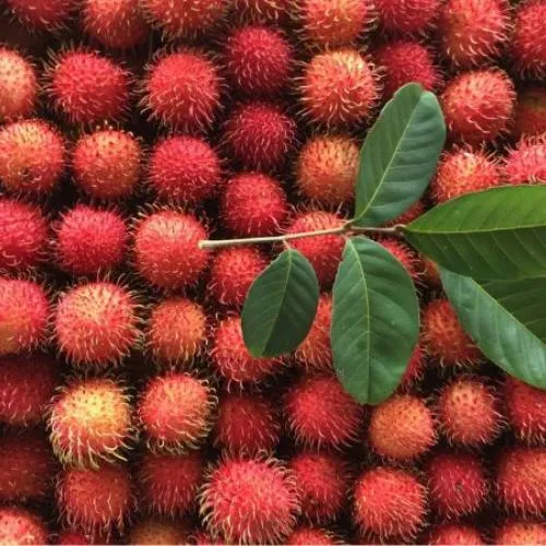 Sản phẩm tac dung cua qua chom chom 141679391836 — Copha Coffee - Công Ty TNHH Lê Châu — MST 1801173253