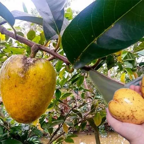 Sản phẩm tac dung cua trai binh bat 1001679392109 — Copha Coffee - Công Ty TNHH Lê Châu — MST 1801173253