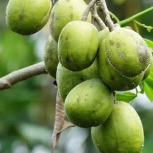 Sản phẩm tac dung cua trai coc 721679471781 — Copha Coffee - Công Ty TNHH Lê Châu — MST 1801173253