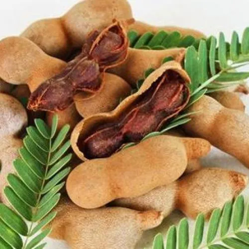 Sản phẩm tac dung cua trai me 911679473067 — Copha Coffee - Công Ty TNHH Lê Châu — MST 1801173253