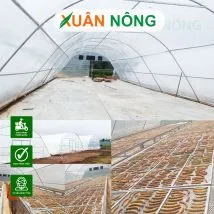 Sản phẩm nha kinh phoi chuoi 2_214x214 — Công Ty TNHH Đầu Tư Và Phát Triển Nông Nghiệp Xuân Nông — MST 1801466965