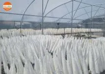 Sản phẩm nha mang phoi bong ca (1)_214x214 — Công Ty TNHH Đầu Tư Và Phát Triển Nông Nghiệp Xuân Nông — MST 1801466965