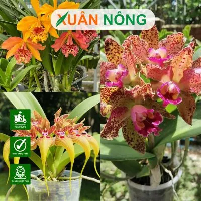 Sản phẩm 091dc07705584b6f472a78d0c94a6122_S — Công Ty TNHH Đầu Tư Và Phát Triển Nông Nghiệp Xuân Nông — MST 1801466965