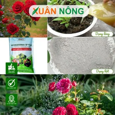 Sản phẩm 5d2e877d84bab94d7b9ec332bc8499a9_S — Công Ty TNHH Đầu Tư Và Phát Triển Nông Nghiệp Xuân Nông — MST 1801466965