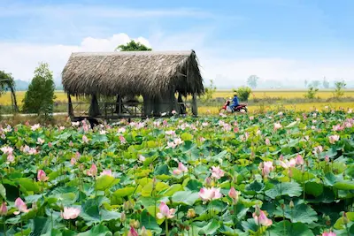 Sản phẩm Dong Thap 1 — Công Ty CP Thương Mại Du Lịch Nụ Cười Mê Kông — MST 1801511350