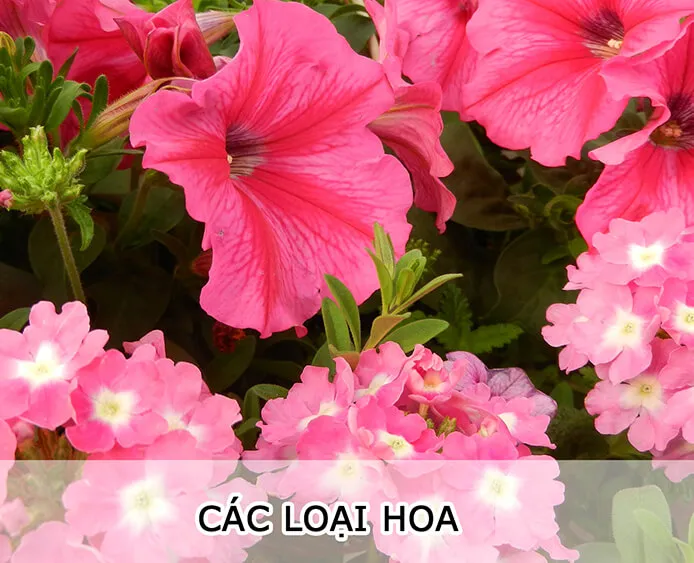 Sản phẩm cac_loai_hoa — Công Ty TNHH MTV Cây Xanh Đẹp — MST 1801608779