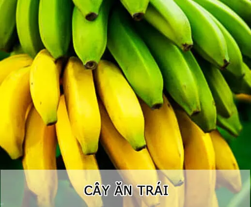 Sản phẩm cay_an_trai — Công Ty TNHH MTV Cây Xanh Đẹp — MST 1801608779