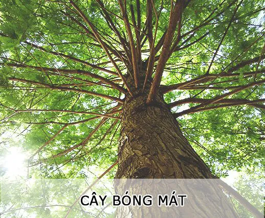 Sản phẩm cay_bong_mat1 — Công Ty TNHH MTV Cây Xanh Đẹp — MST 1801608779