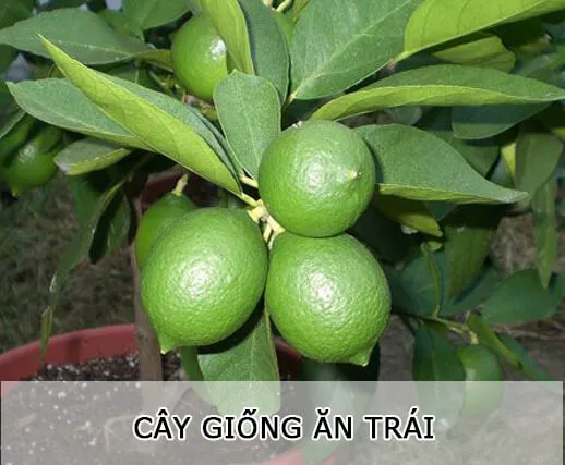 Sản phẩm cay_giong_an_trai — Công Ty TNHH MTV Cây Xanh Đẹp — MST 1801608779