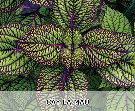 Sản phẩm cay_la_mau1 — Công Ty TNHH MTV Cây Xanh Đẹp — MST 1801608779