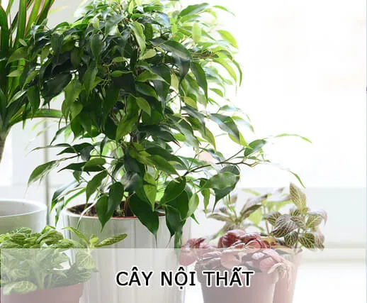 Sản phẩm cay_noi_that — Công Ty TNHH MTV Cây Xanh Đẹp — MST 1801608779