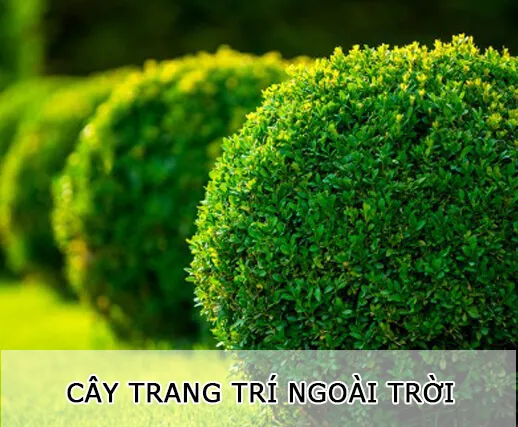Sản phẩm cay_trang_tri_ngoai_troi1 — Công Ty TNHH MTV Cây Xanh Đẹp — MST 1801608779