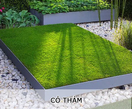 Sản phẩm co_tham — Công Ty TNHH MTV Cây Xanh Đẹp — MST 1801608779