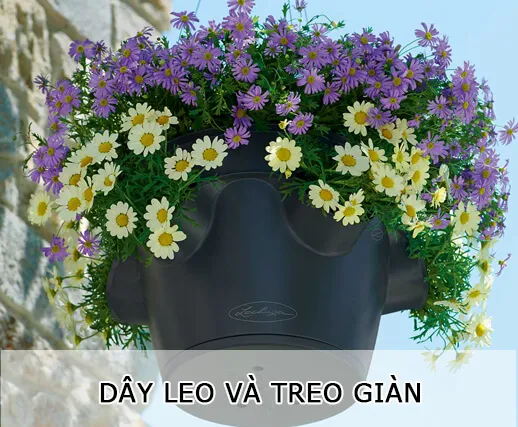 Sản phẩm day_leo_va_treo_gian — Công Ty TNHH MTV Cây Xanh Đẹp — MST 1801608779