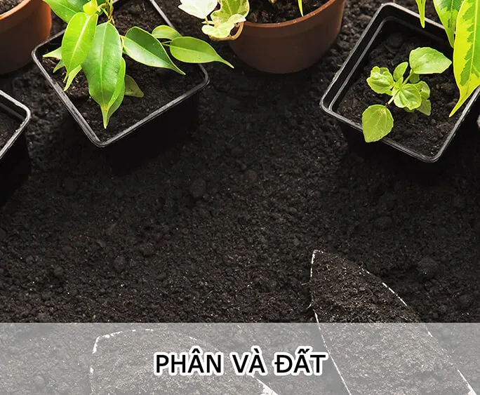 Sản phẩm phan_va_dat1 — Công Ty TNHH MTV Cây Xanh Đẹp — MST 1801608779