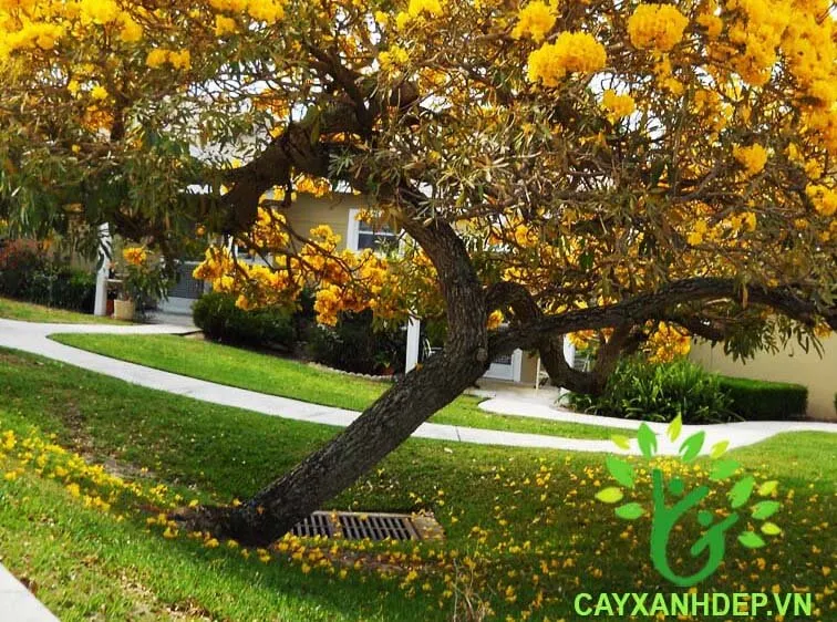 Sản phẩm 2_Cay_Chuong_Vang — Công Ty TNHH MTV Cây Xanh Đẹp — MST 1801608779