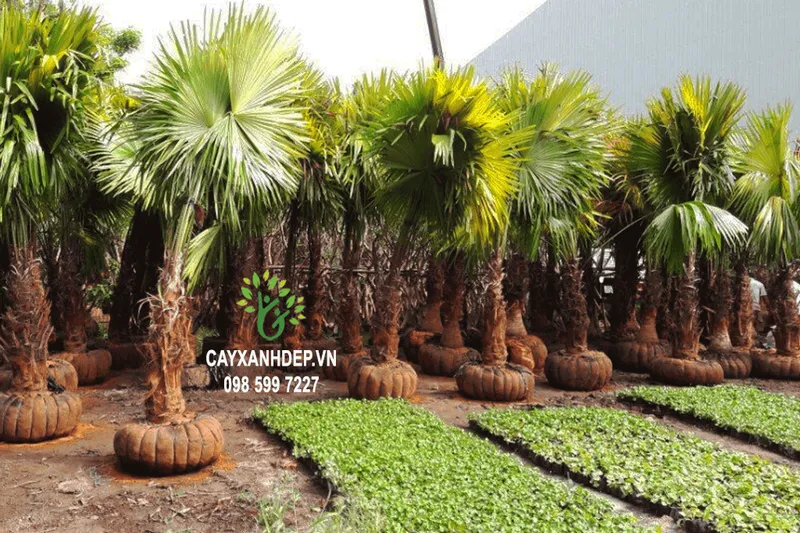 Sản phẩm IMG_2829_2 — Công Ty TNHH MTV Cây Xanh Đẹp — MST 1801608779